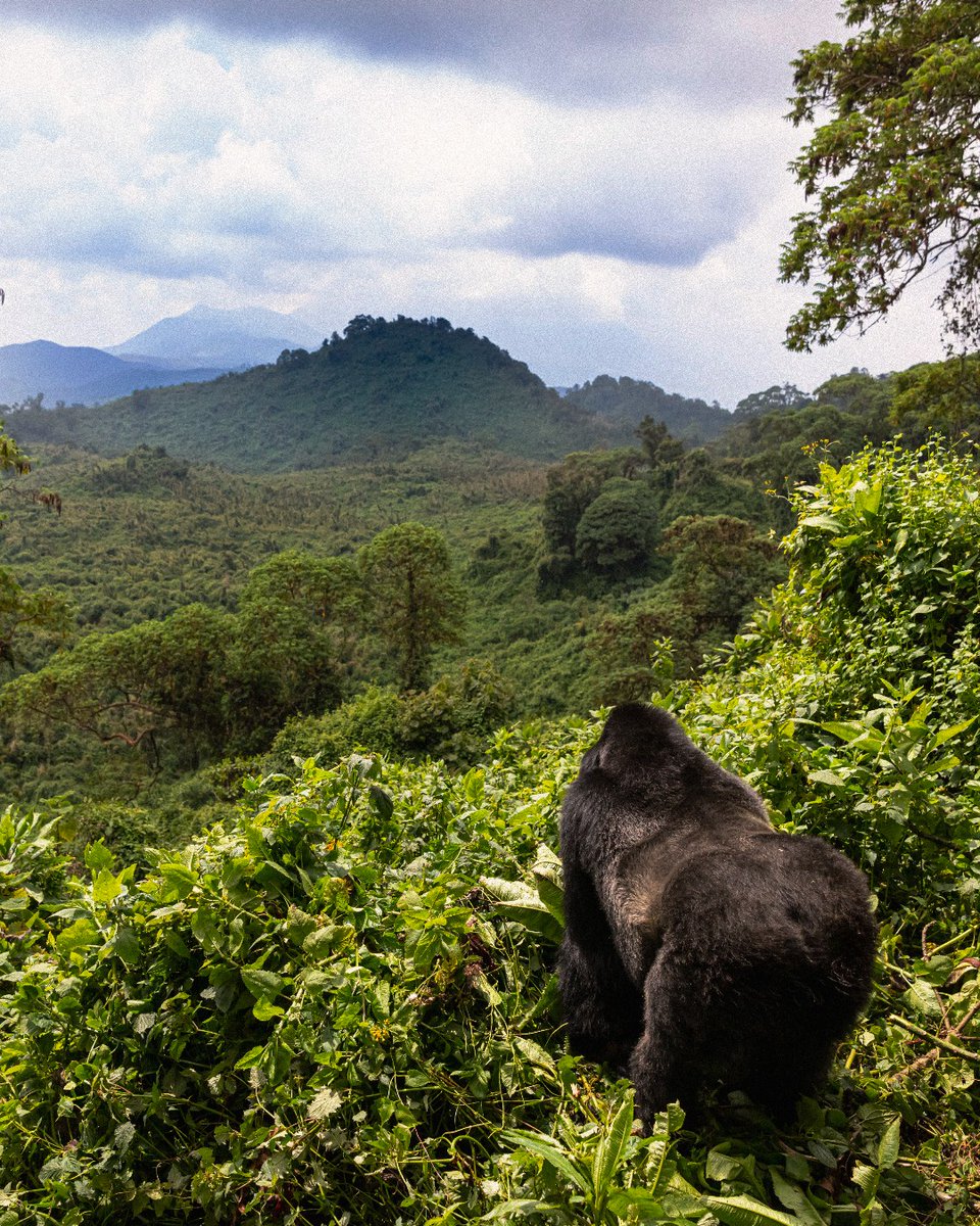 Why should you go to Volcanoes National Park in June? 1. Gorilla trekking 2. Do you need another reason? tripadv.sr/3UXLJqc