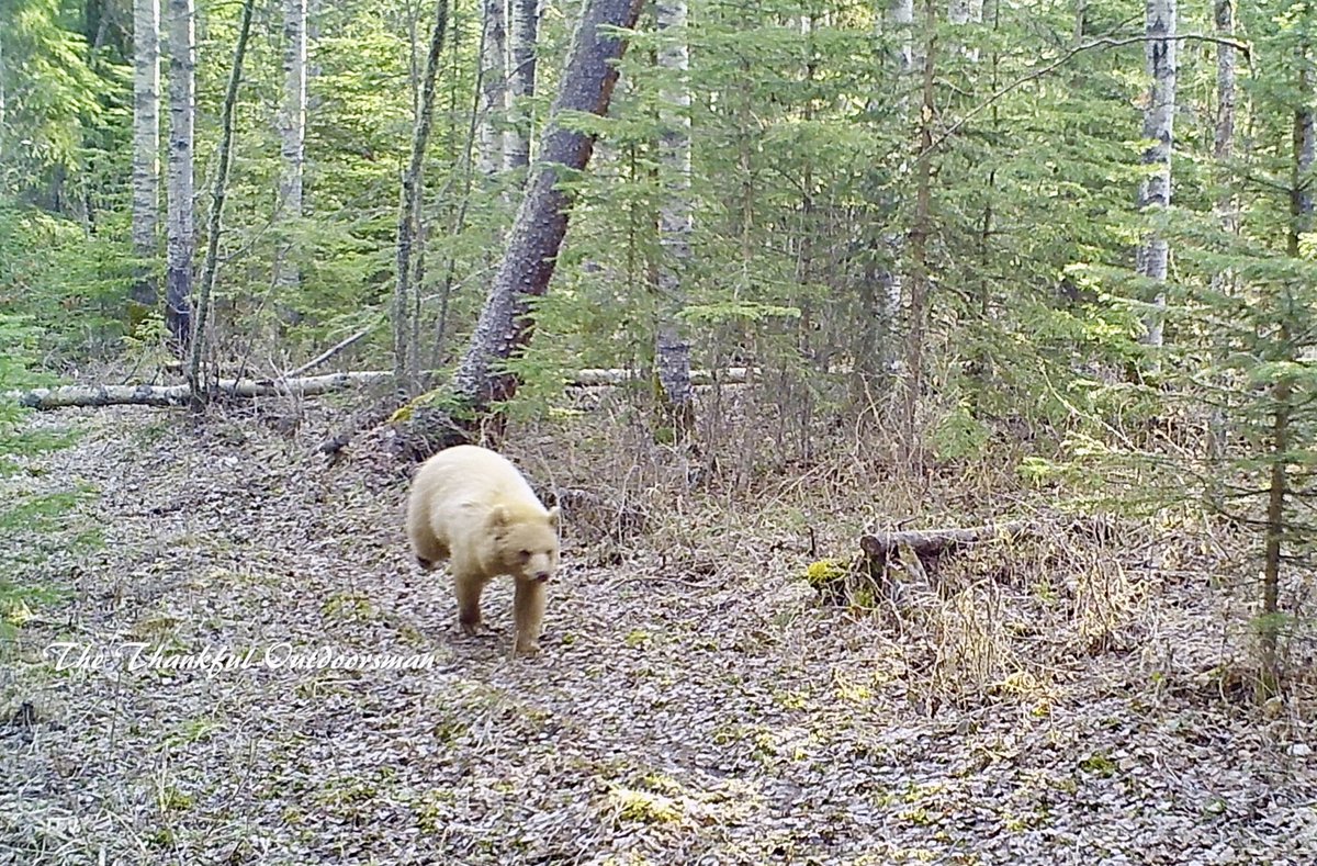 Blondie, the colour phased black bear, makes an appearance.
