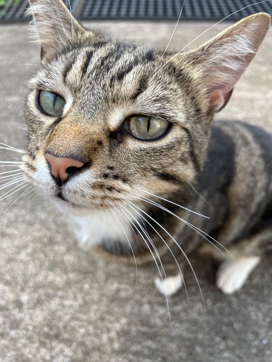 My pet murder machine was happy to see us back. There was a squirrel laid out for us in the garage this morning. The head, the guts, then the little legs and a piece of tail. There was a flair in the presentation that I appreciated as a former garmache chef. 😂🤣 #murdermachine