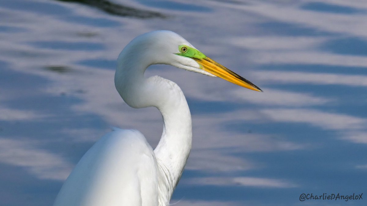 The Great Egret. Nikon Z8. FW2.01  1/500th sec.
#TwitterNatureCommunity
#Tokyo @ThePhotoHour #ThePhotoHour #swfl #naturephoto #nature #nikonphotomonth #nikonusa #BirdsSeenIn2024 #birdsofx