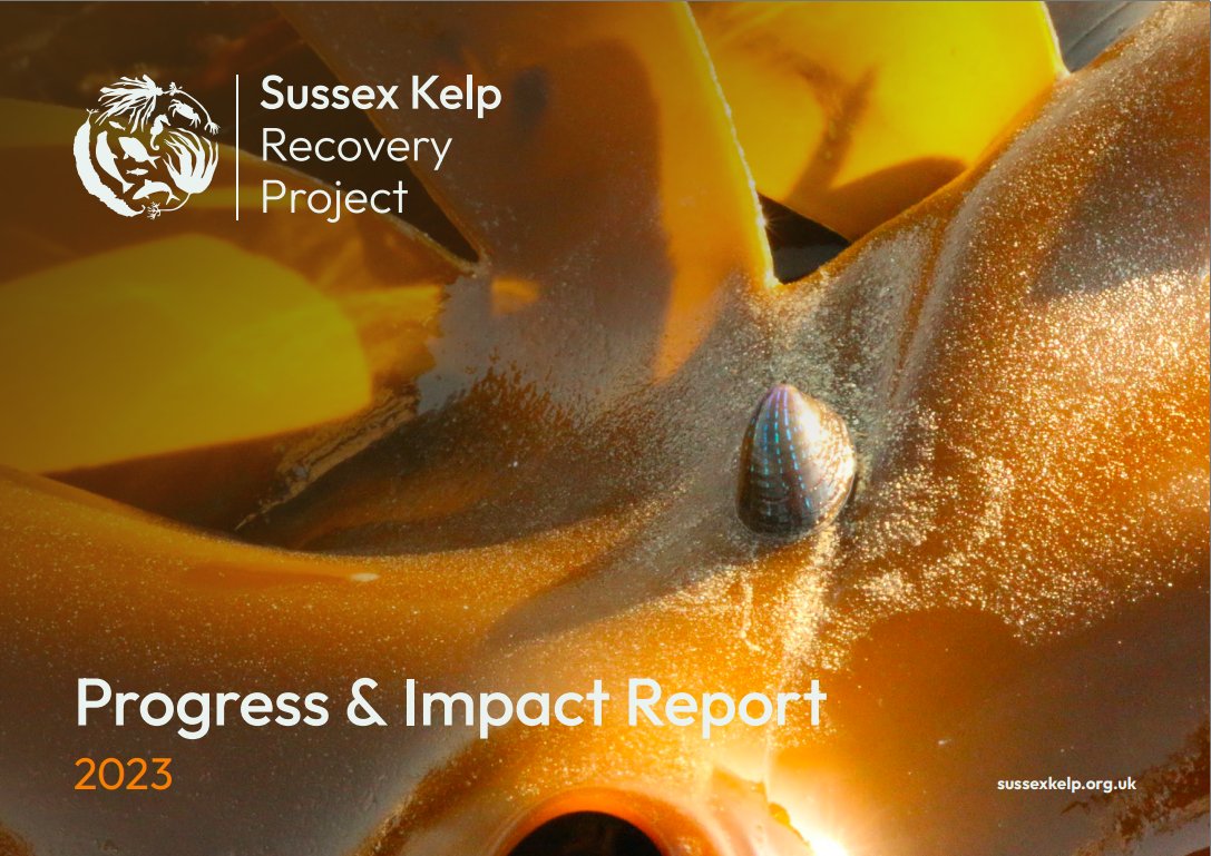 On the International Day of Biological Diversity, we are celebrating 3 years of seabed protection by publishing our annual report on the research, projects and people supporting the recovery of marine life in Sussex! #SussexKelp #BiodiversityDay sussexkelp.org.uk/news-and-repor…
