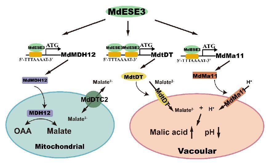 Transcriptional factor MdESE3 controls fruit acidity by activating genes regulating malic acid content in apple (Litong Zheng, Wenfang Ma, Peipei Liu, Shujie Song, Liang Wang, Wei Yang, Hang Ren, Xiaoyu Wei, Lingcheng Zhu, et. al.) buff.ly/3wGEDxa @ASPB #PlantSci