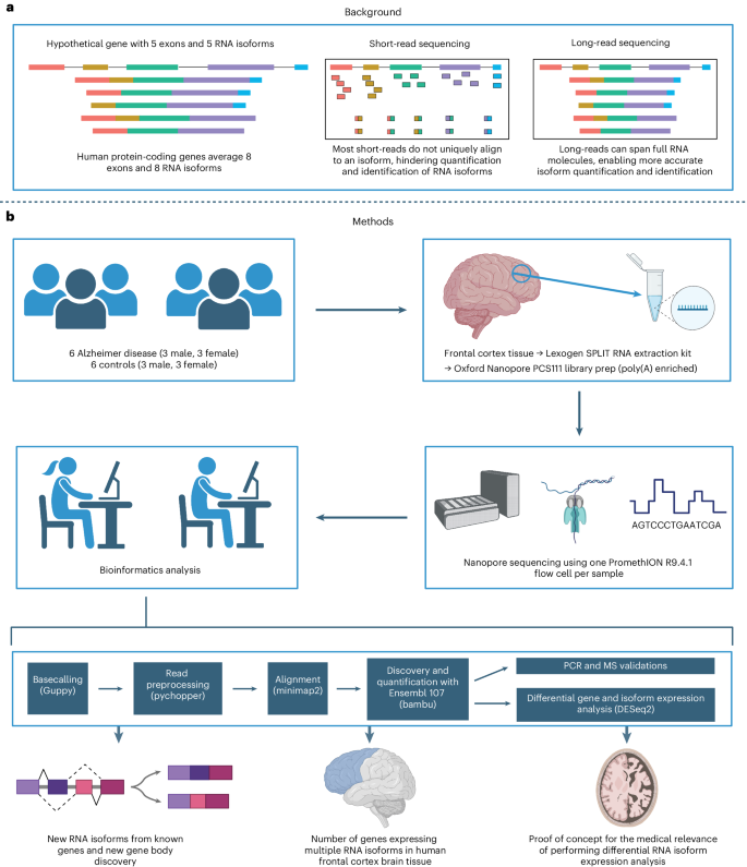 NatureBiotech's tweet photo. Mapping medically relevant RNA isoform diversity in the aged human frontal cortex with deep long-read RNA-seq https://t.co/C11dvlZpyK https://t.co/54Ymjsoy7d