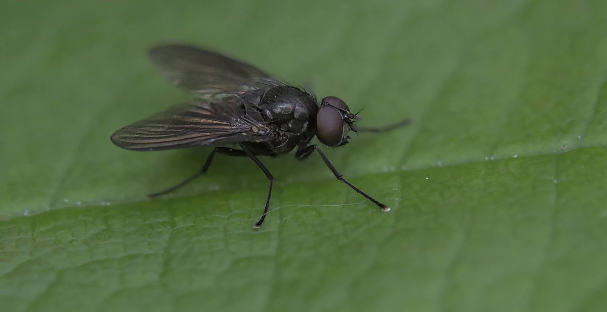 The Fly
Z7ii Nikon 
Sigma 105mm macro lens #ThePhotoHour #Macro #photography #NaturePhotography #Viaastockaday #art #photooftheday #photographer  #portraitphotography @UKNikon @NikonEurope @OutdoorPhotoMag @MacroHour