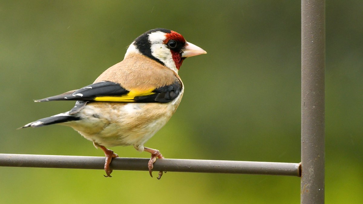 A #goldfinch on a trellis. 

#TwitterNatureCommunity #BirdsofTwitter #nature #birdtwitter #wildlife #FinchFamily