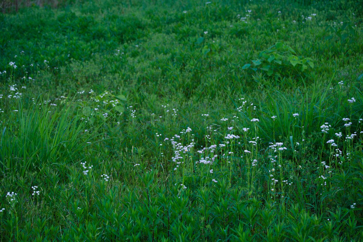 desolate #pentax #pentaxkp #pentax_da55300plm #写真 #photography 📷📸