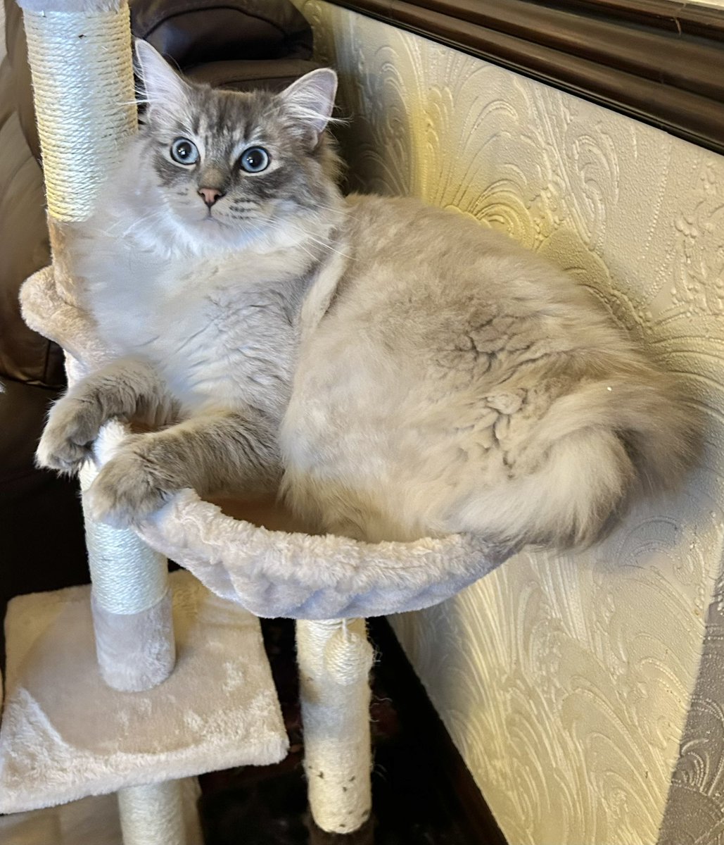 @MissyBBBobtail @kerrylalameow @RosieDicken @PaulKayRadio Meowy Moggytastic Wednesday feline furriends😺🐾from purrfectly cute pawsomely fluffy adorably lovely Leo Cat😻🐾enjoying playing on his fun new Cat Tree😹🐾Cooler cloudy very rainy Shropshire, England😽🐾#LynxRagDollCat #CatsOfTwitter