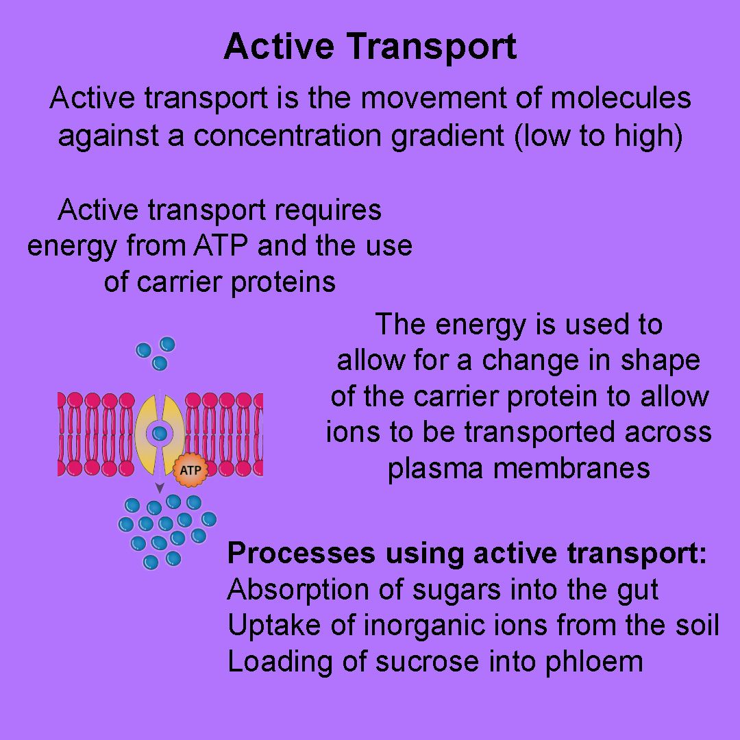 What is active transport? #alevel #biology #ocr #activetransport #ATP #carrierprotein #movement #trending #explore #STEM #ioteach