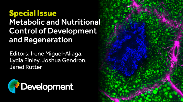 In October 2023 we published our special issue Metabolic and Nutritional Control of Development and Regeneration. All content in this issue is now free to read for everyone. journals.biologists.com/dev/issue/150/… #metabolism #nutrition #development #regeneration