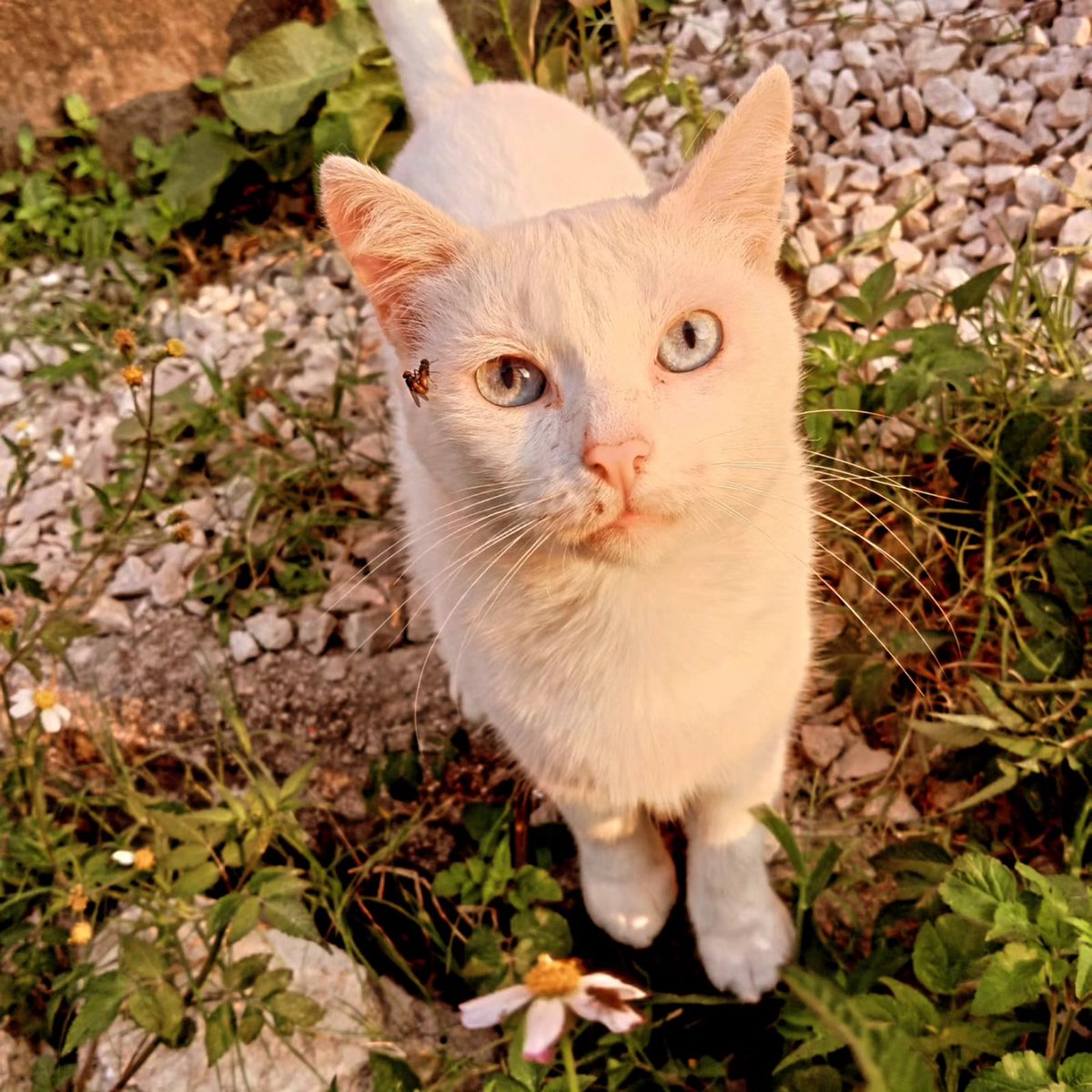 Gyukaaaaai's tweet photo. @cannnnibal_ Hola, dice mi gato que si le pasas su ig https://t.co/Z6iVVwL8Ah
