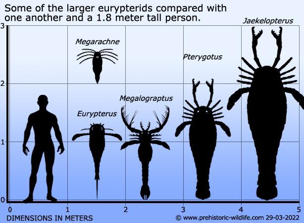 dictionarypod's tweet photo. Whoa. #Eurypterids used to be BIG.
#Eurypterid #eurypterida #thedictionary #smartereveryday #words #wordnerds #intelligence #knowledge #podcast #dictionary #wordnerd #podcasting #books #geek #geeky #learn #nerd #smart #wordoftheday #book #word #dailypodcast #edutainment https://t.co/X888fphrHf