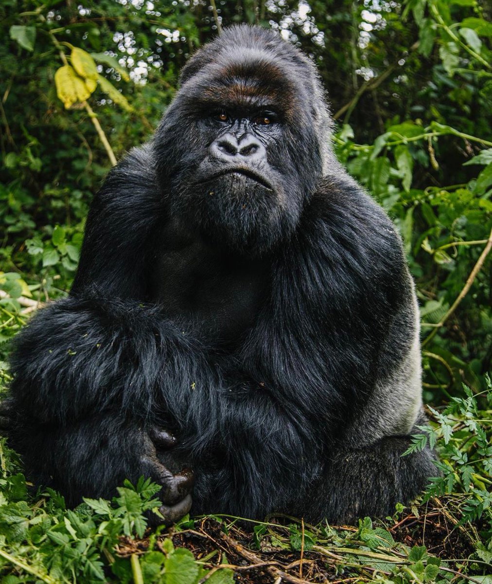 Space for Giants worked with @Ugwildlife and @TourismBoardUg to analyze sustainable gorilla tourism opportunities to help secure the species’ future. @BwindiPark and @mgahingapark  are home to approximately 470 endangered mountain gorillas.

#endangeredspecies #mountaingorillas