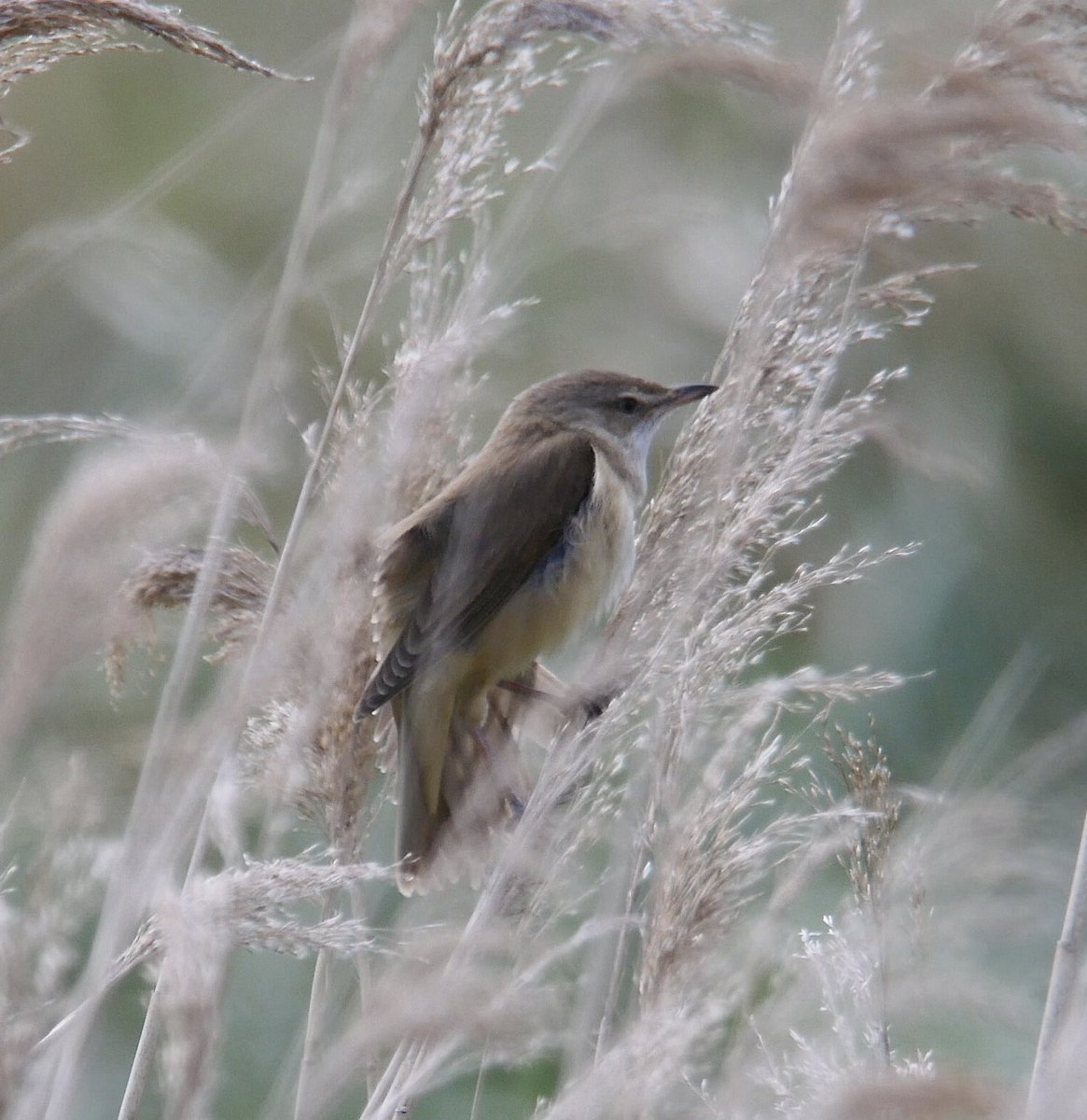 Couple of video grabs of the Great Reed Warbler at Ouse Fen couple days ago - a real performer ⁦@CambsBirdClub⁩