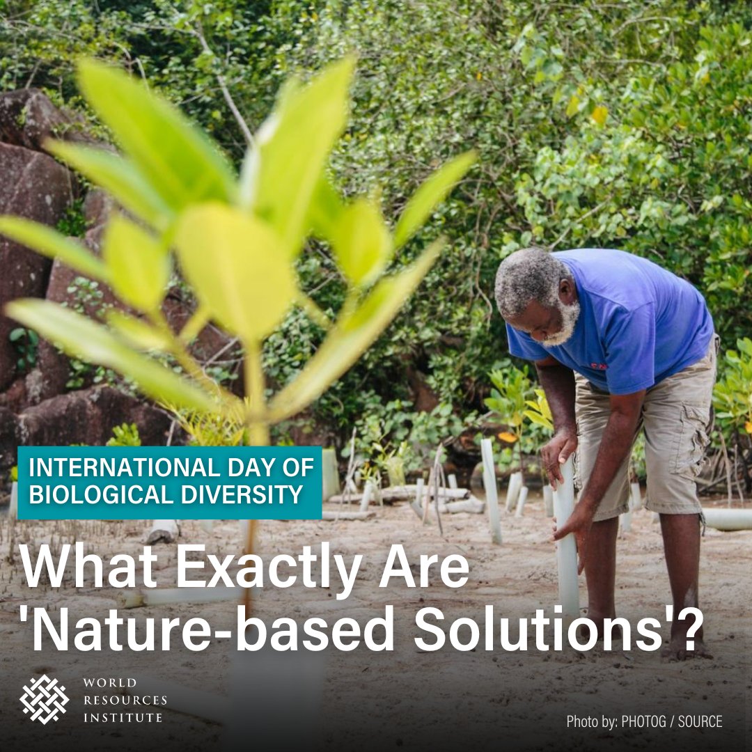 Countries and companies need to invest in nature🌱 It’s estimated that to limit 🌡️ rise to below 1.5 degrees C and halt #biodiversity loss, annual investments in nature-based approaches must triple by 2030. Learn more for #BiodiversityDay▶️bit.ly/4adGfNO