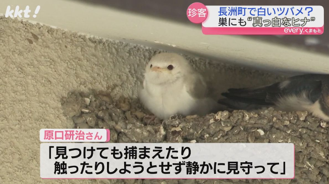 インコ生活 on X:  