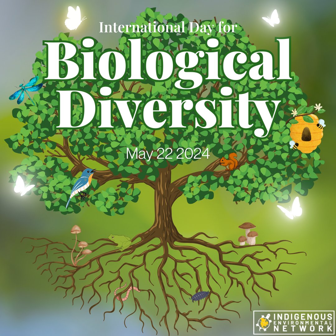 IENearth's tweet photo. The greatest action we can take to protect biodiversity is to respect and advance the inherent rights of Indigenous Peoples. #InternationalDayForBiologicalDiversity #LandBack #WaterBack #AirBack #LanguageBack #CeremonyBack #EverythingBack https://t.co/a6xW5A5Alg