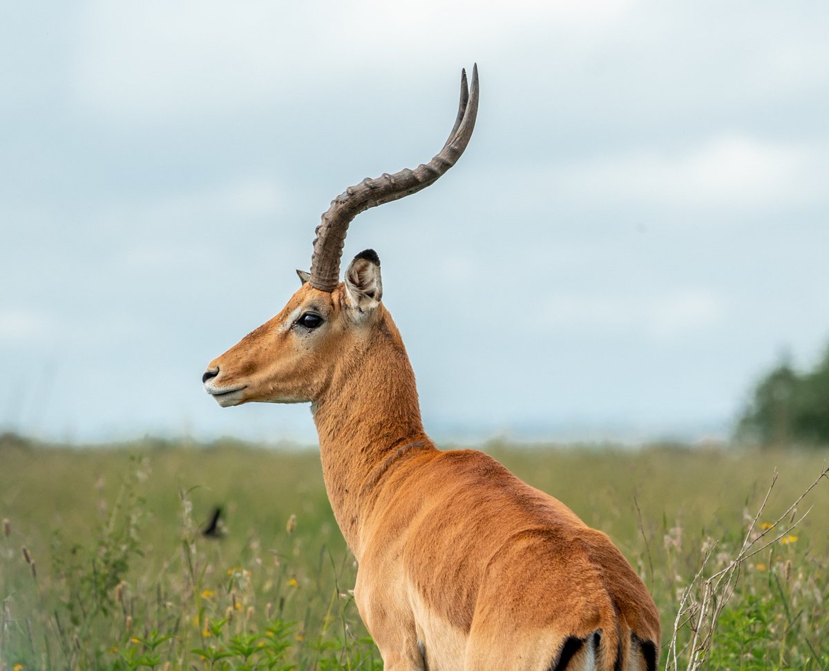 Serving some serious side-eye, this magnificent antelope implores us to safeguard its natural habitat. Let's step up and commit to protect Kenya's incredible wildlife for the generations to come. #TunzaMaliYako #WildlifeConservation