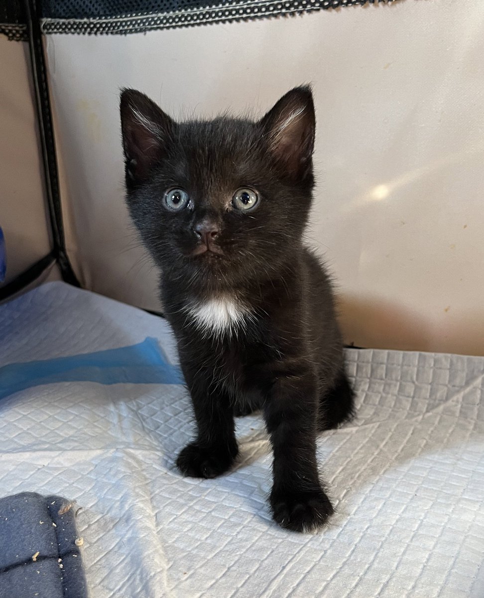 Pogs: Most Likely to be an Agent of Chaos