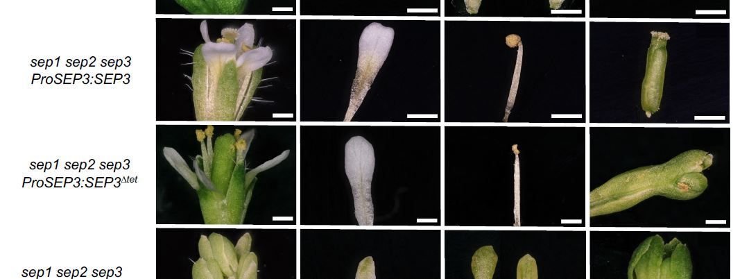 SEPALLATA-driven MADS transcription factor tetramerization is required for inner whorl floral organ development (Veronique Hugouvieux, Romain Blanc-Mathieu, Aline Janeau, Michel Paul, Jeremy Lucas, Xiaocai Xu, Hailong Ye, et. al.) buff.ly/4dOu6kc <a href="/ASPB/">ASPB</a> #PlantSci