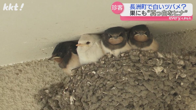 インコ生活 on X:  