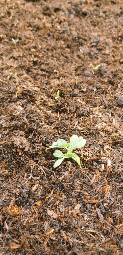 ESJ Eco-Team tweet media