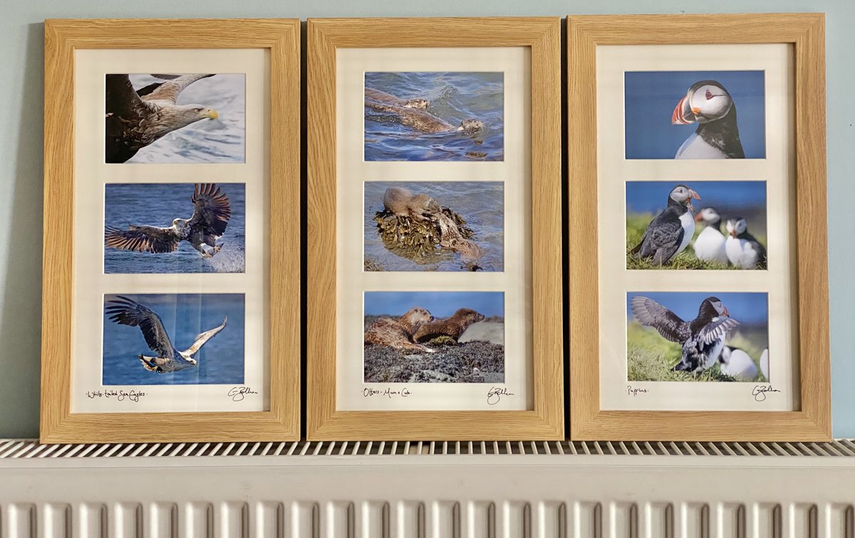 New images from my recent trip to Mull. On my stand this weekend in @GardensBuxton Spring Spectacular fair. @vpdd