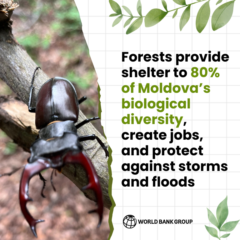 Woodlands create jobs, protect communities against storms and floods, and act as carbon sinks to slow climate change. On #BiodiversityDay, read how the @WorldBank and @eu_near are helping Moldova invest in forests and better protect biodiversity: wrld.bg/KIAm50RQJOc