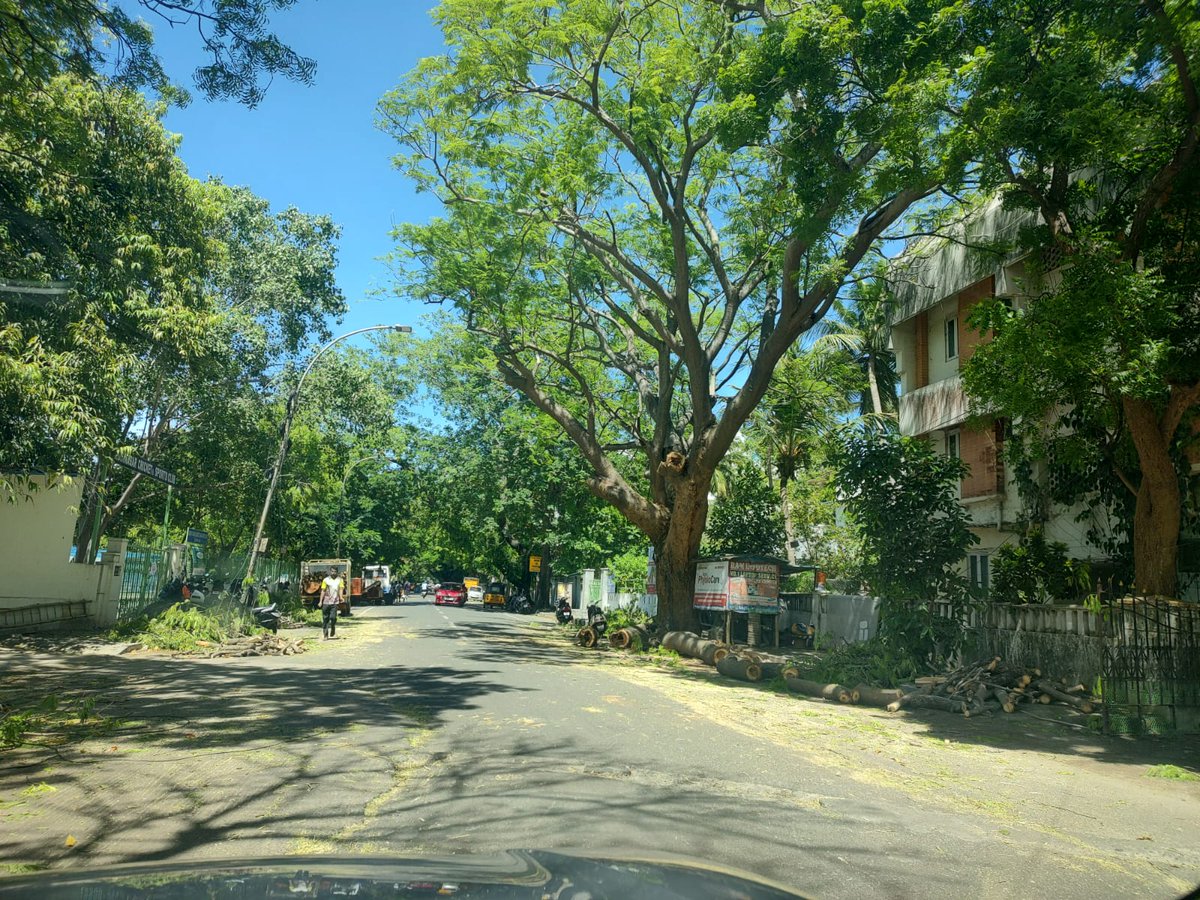 Heavy trimming of Avenue trees is happening at 4th mainroad Gandhinagar ward173 to facilitate rerouting of heavy vehicles due to #CMRL work. We are losing the much needed greenery. Please stop this @chennaicorp @chennaipolice_  @cmrlofficial