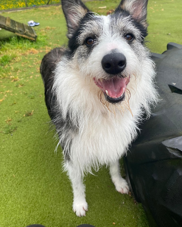 Spinach is in a great mood. She's heard she could be going to her new home very soon
#rescueismyfavouritebreed #rescueisbest #rescuedog #rescuedogofx #rescuedogoftwitter #rescuedogs #rescuedogsofx #adoptme #rescueme #ineedahome #plymouth #plymouthuk #adoptdontshop