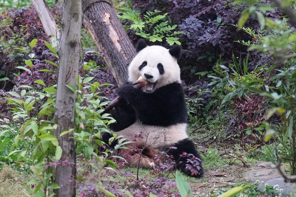 北辰君は2022年生まれ🐼まもなく2歳
最近人気急上昇の男子🤍シロツメクサが咲き乱れる広いお庭で楽しそうに過ごしてた 🎶
2024年4月
#北辰   #beichen
#成都大熊猫繁育研究基地
#ジャイアントパンダ  #大熊猫 
#giantpandas
