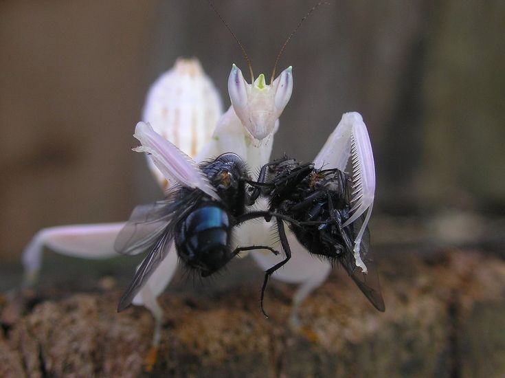 EVIL mantis forces flies to KISS and become HOMOSEXUAL to conform to SOCIETY