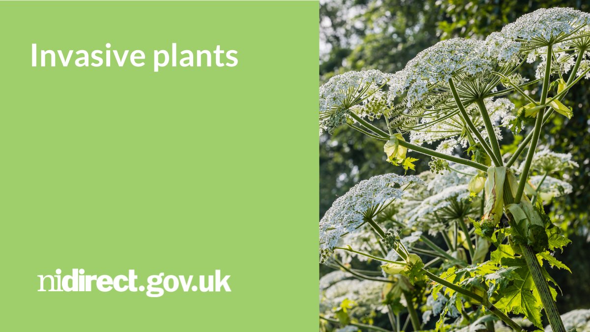 Some non-native plant species are invasive and so fast growing they damage the ecosystem, often taking over the habitat. Find out about the steps you can take to stop the spread of invasive plants: nidirect.gov.uk/articles/invas… @daera_ni #InvasiveSpeciesWeek