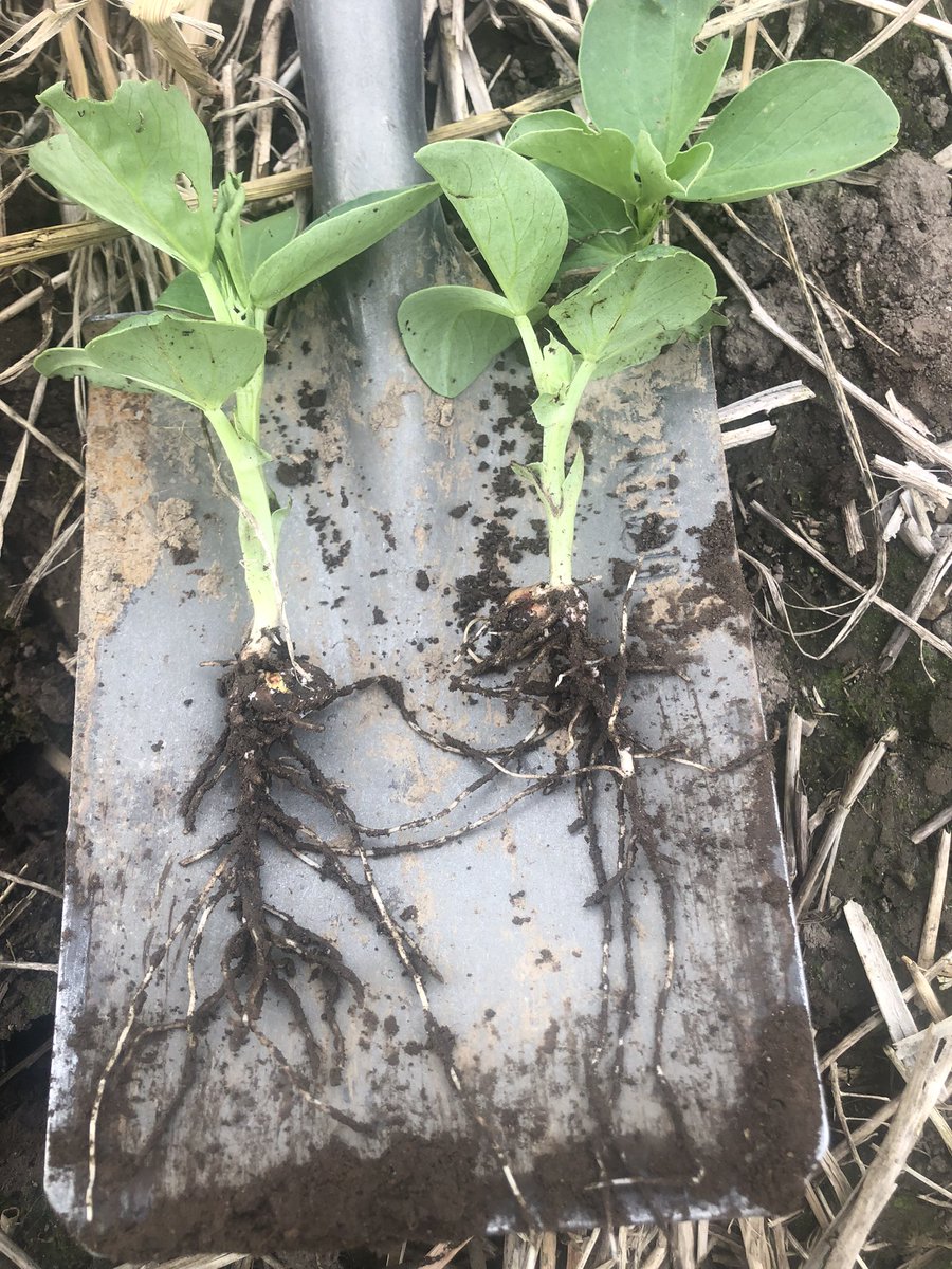 Beans without rye covercrop LH, beans with rye covercrop RH. RH picture seems to be doing more vertical rooting. Nodulation has started. #conservationag