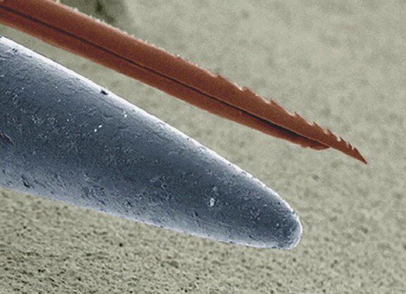 Microscopic look at a needle versus a bee stinger
