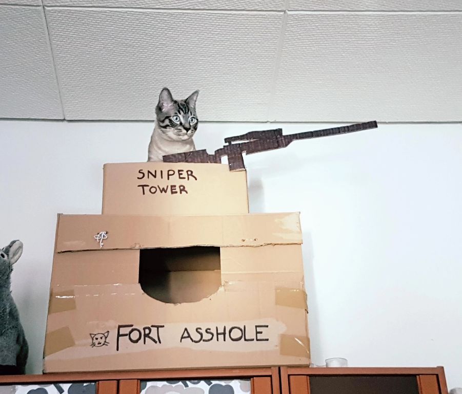 Posts Of Cats tweet media