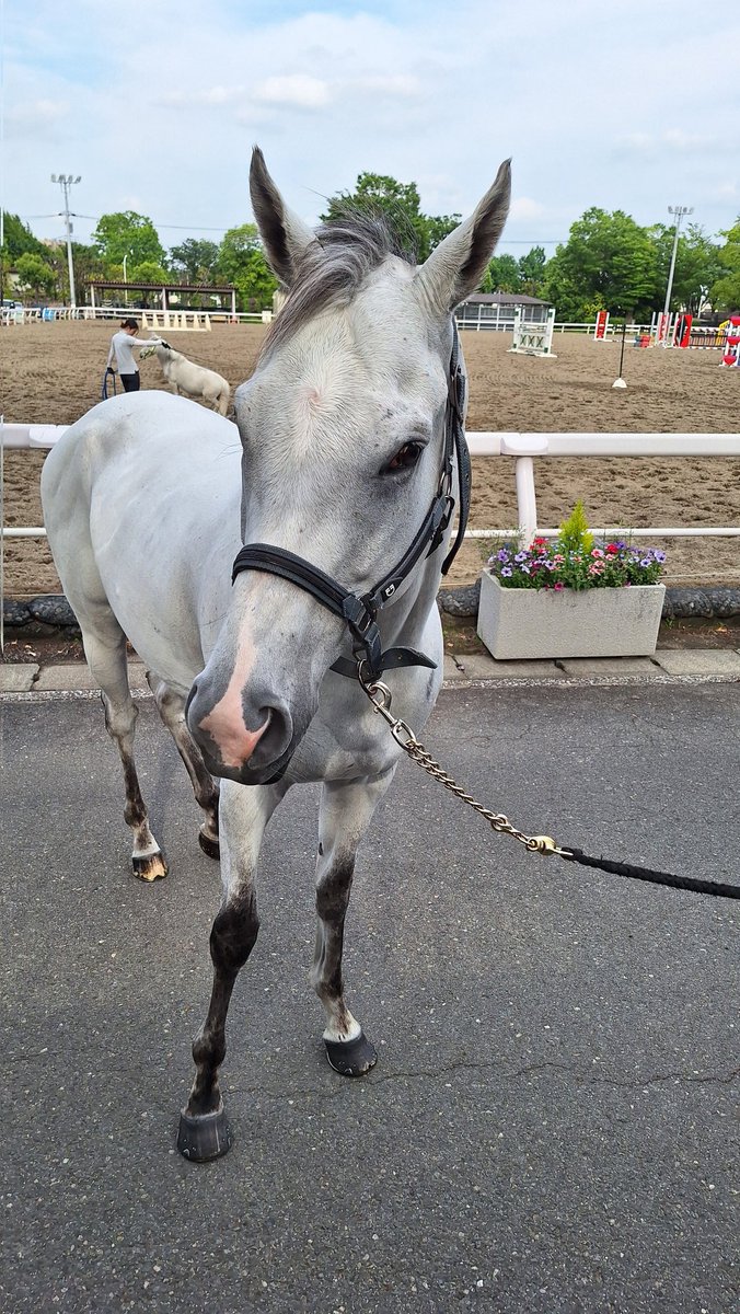 別段大した事してないけど
何かをやり遂げたオトコの顔

#ハヤブサナンデクン
#誘導馬
#東京競馬場