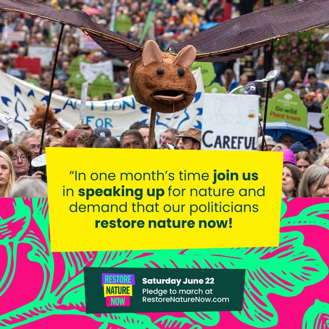 On #BiodiversityDay, it’s time to talk about stark UK wildlife declines & how to be #PartOfThePlan to #RestoreNatureNow. 🌺🍂 In 1 month, 1000s will stand up for nature & march in London with environmental groups from across the UK. Will you be there?👇 restorenaturenow.com
