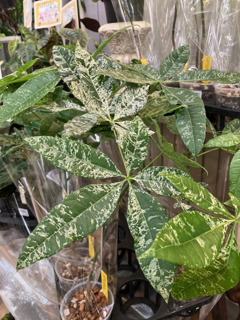 【パキラさん専用】exuviance 2点おまとめ ガーデンセンター瑞穂店】 珍しい！ 実生の斑入りパキラ入荷致しました