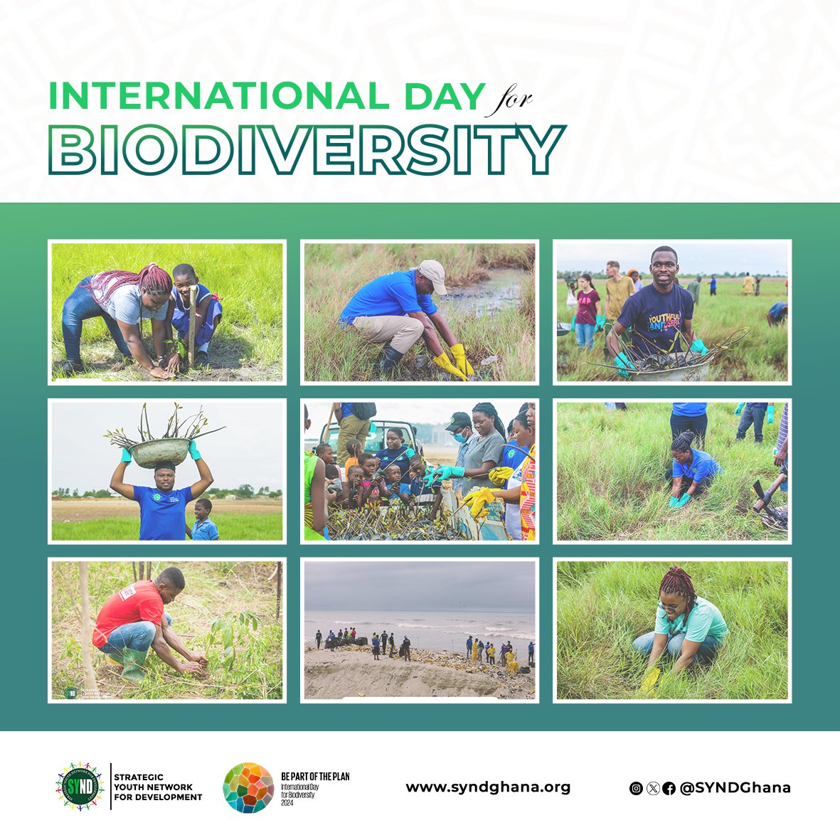 🌍 Celebrating International Day for Biodiversity! 🌿 At SYND, we're #PartOfThePlan! Our Mangrove Restoration in Ada, Forest Restoration in Agogo, and Beach Cleanups show our commitment to protecting biodiversity. Join us in making a difference! #BiodiversityDay #SYND
