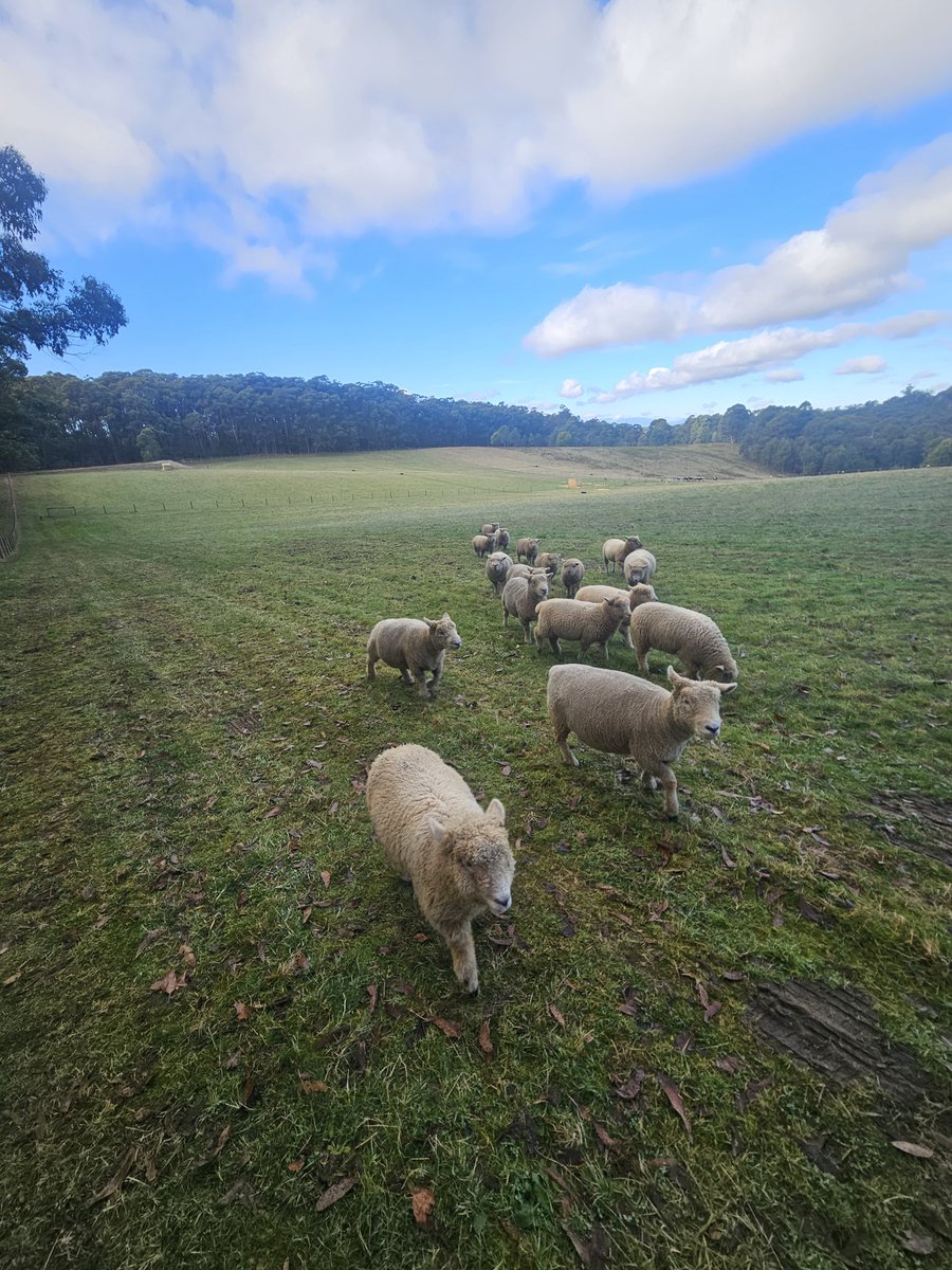 The sheepies were in a follow me around the paddock mood...

#Australia #farmlife @eSafetyOffice