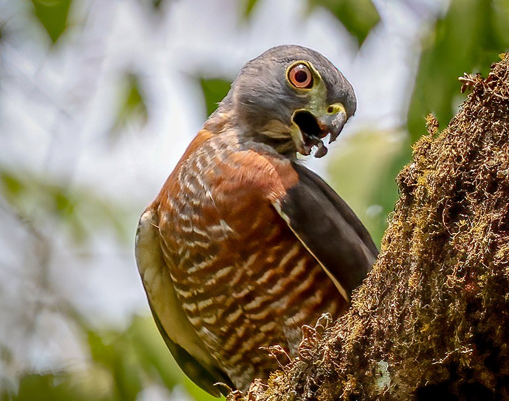 Double-tooted Kite #CostaRica #birds #birding #birdphotography #TwitterNatureCommunity #NaturePhotography #naturelovers #photographers #BirdTwitter #birdwatching