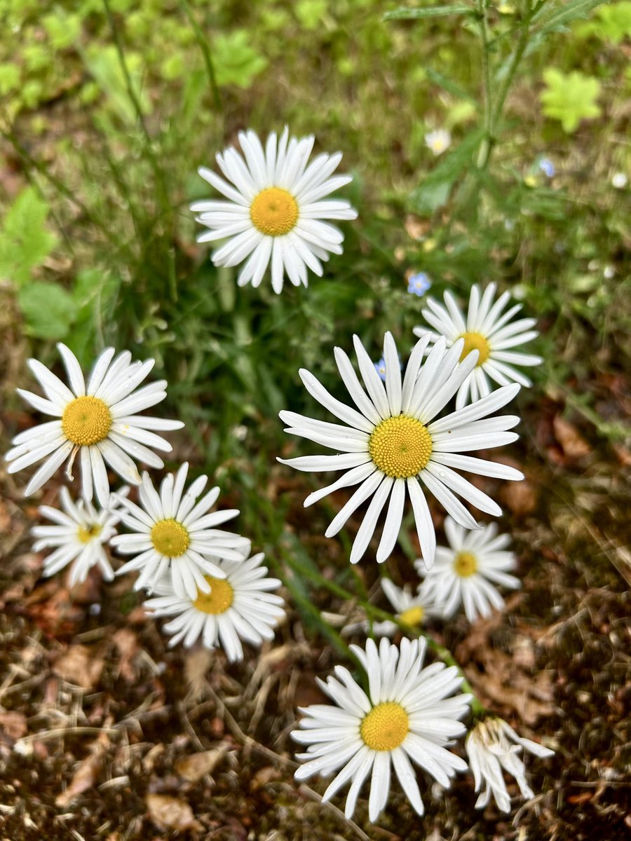 DrNitiSodhi's tweet photo. Roadside glory for some colour on this otherwise wet and grey day #summersoon https://t.co/2rqyJ1ecwI