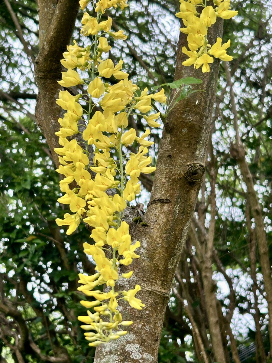 DrNitiSodhi's tweet photo. Roadside glory for some colour on this otherwise wet and grey day #summersoon https://t.co/2rqyJ1ecwI