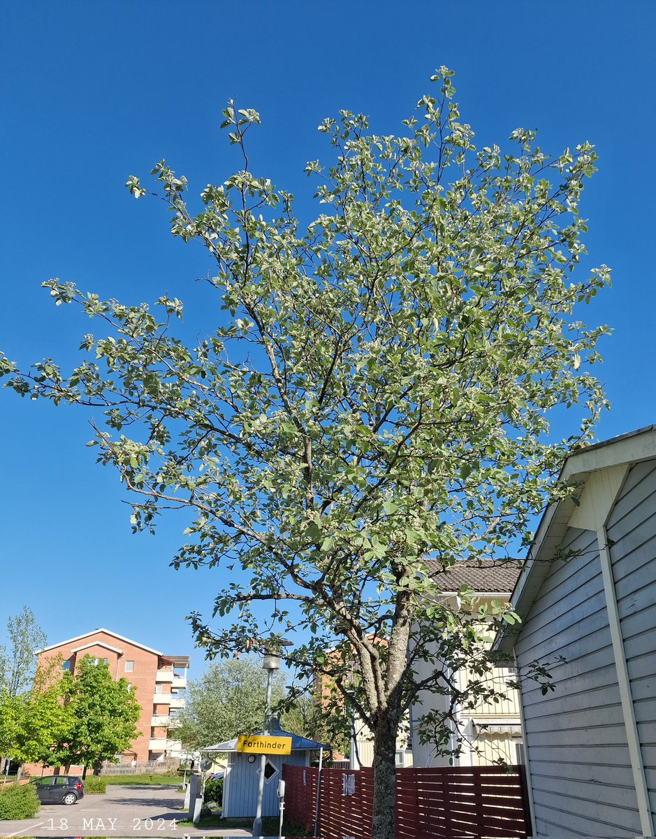IDadzkov's tweet photo. Scandosorbus intermedia breaks into blossom. Oxel blommar ut. Рябина шведская зацветает.
#nature #spring #flowering #ScandosorbusIntermedia #SwedishWhitebeam #oxel #FloweringPhoto #SpringPhoto https://t.co/X1yC7rt6S2