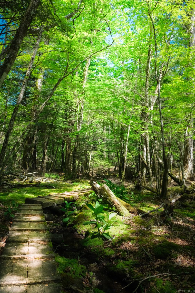 森へ行ったら新緑が鮮やかでした
#fujifilm #photography