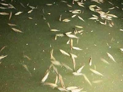 ecology_journal's tweet photo. #Pollution #poisons Periyar: Thousands of #fish #perish 
Read more: https://t.co/wTFhT2BbtQ 
share your paper on: https://t.co/CkbqKoeSOp 
#jety 
#manuscript 
#research 
#Poisoning https://t.co/Ok8N5pq0e1