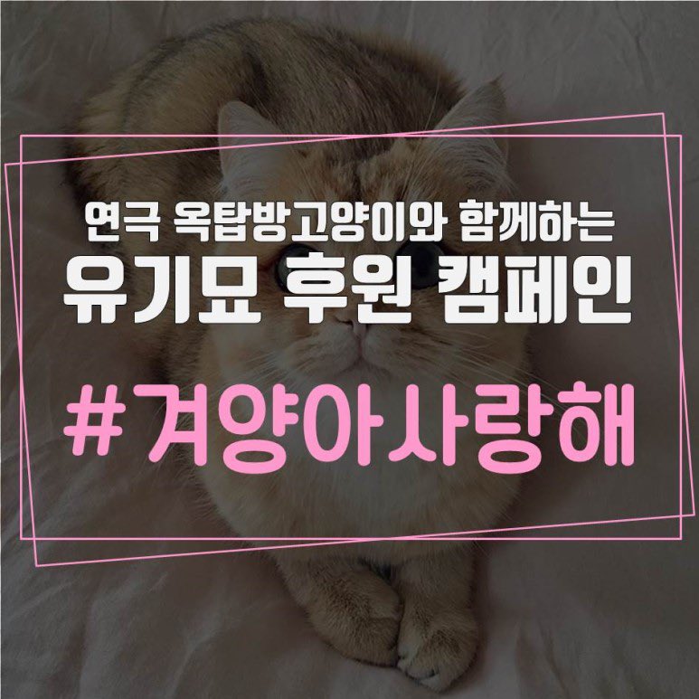 옥탑방 고양이 보고 유기묘 후원 캠페인 해시태그 참여했던 리노가 생각나…🥹🥹🥹