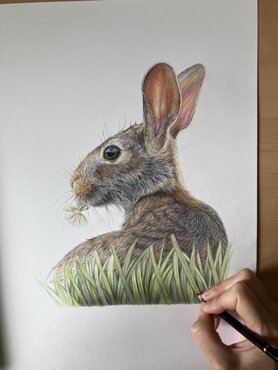 studio22artz's tweet photo. It’s so quiet. Son is working on his dissertation and daughter is sitting one of her exams. I’m trying to be quietly productive, but pain is going to get the better of me sitting for too long today. Progress on the wild rabbit this morning though. #art #drawing #wildrabbit https://t.co/1CQQOzg1Q0