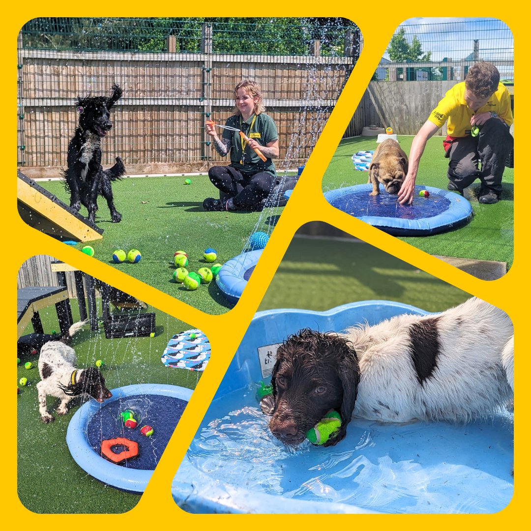For #WetDogWednesday we threw a pawsome pool party at #DogsTrustCardiff! 💦 The pooches' party was full of fun, balls, water and #wetdogs! It was also a great way for our doggies to stay cool ☀️ Is your fur-baby a water-baby at heart? 🐳

#DogsTrust #Cardiff #FunInTheSun #Midweek