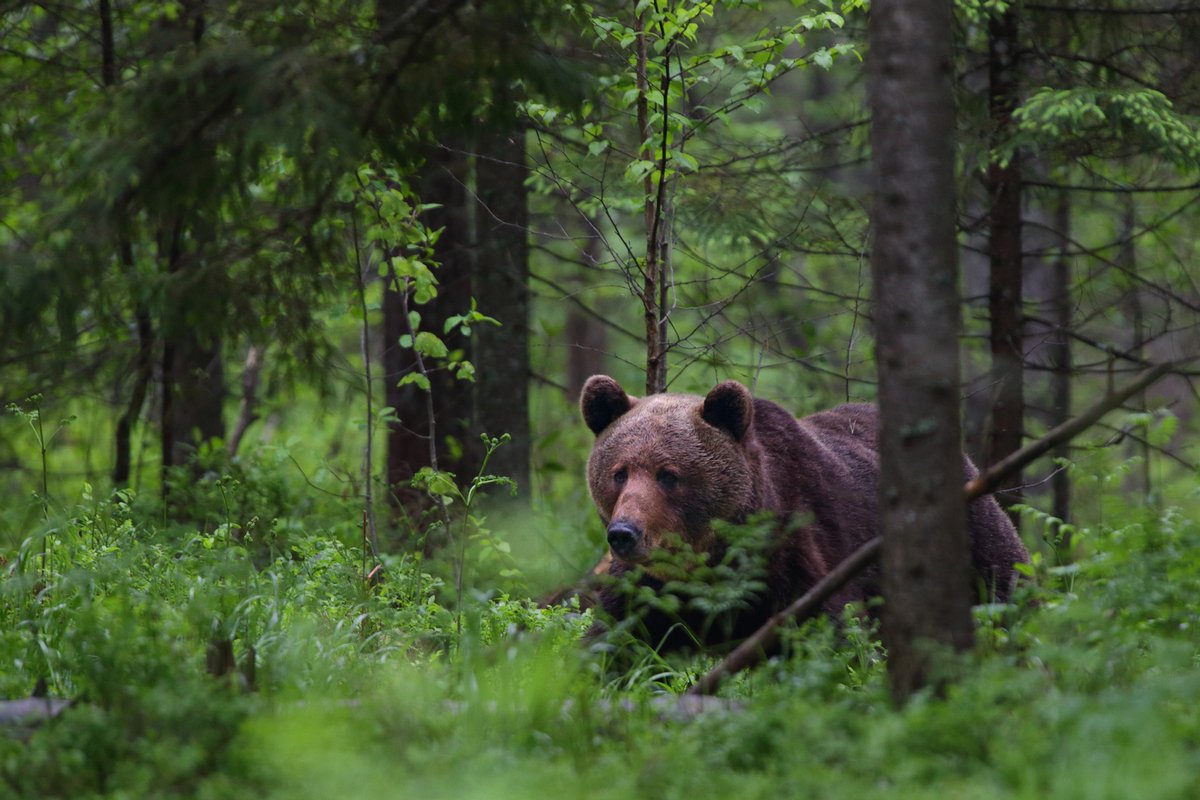 It is International Biodiversity Day! One of the most impressive areas are the forests of Estonia. Wildlife preserves make up 23% of Estonia, and over half of the country's territory is forested🦉🦌 👇
bit.ly/4dRfrVl
#InternationalBiodiversityDay #ExploreEstonia